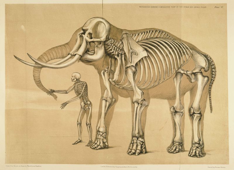 ملف:Comparative view of the human and elephant frame, Benjamin Waterhouse Hawkins, 1860.jpg