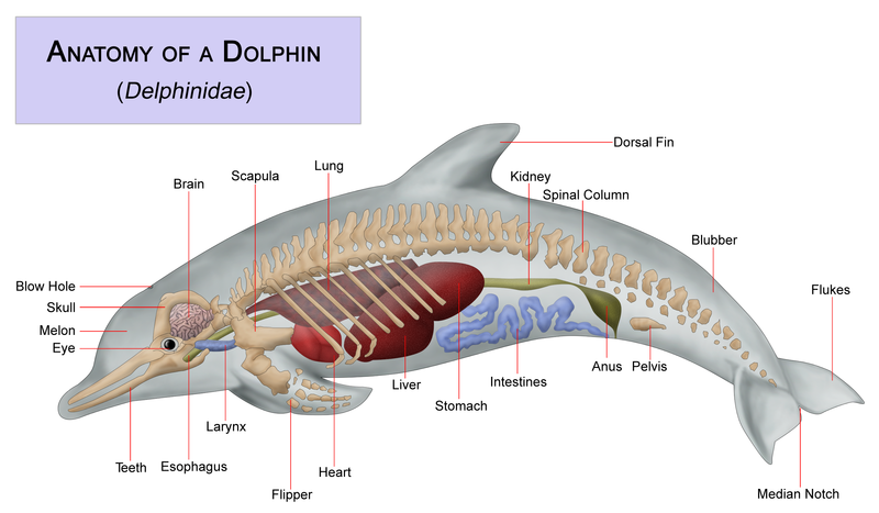 ملف:Dolphin anatomy.png