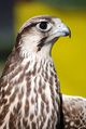Juvenile, probably F. b. feldeggi. Note blue facial skin and overall similarity to saker falcon.