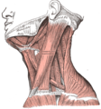 Muscles of the neck. Lateral view.