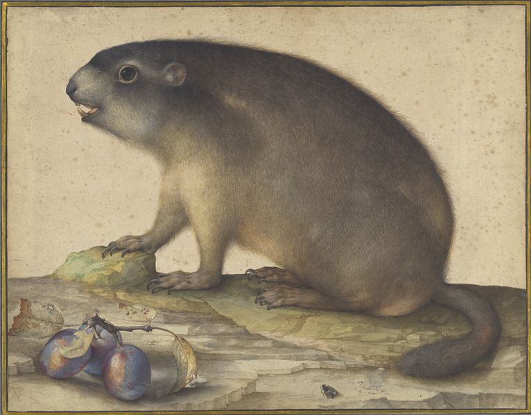 ملف:Jacopo Ligozzi, A Marmot with a Branch of Plums, 1605, NGA 139309.jpg