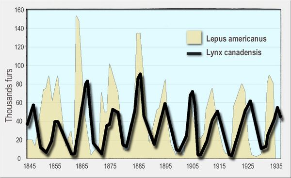 A line graph of the number of Canada lynx furs sold to the Hudson's Bay Company on the vertical axis against the numbers of snowshoe hare on the horizontal axis for the period 1845 to 1935