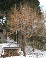 Persimmon tree in winter, Nagano prefecture, Japan