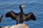 Phalacrocorax carbo Austins Ferry 1.jpg