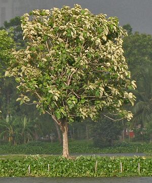 Tree in new leaves (Tectona grandis) I IMG 8133.jpg