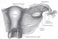 Uterus and right broad ligament,, seen from behind.