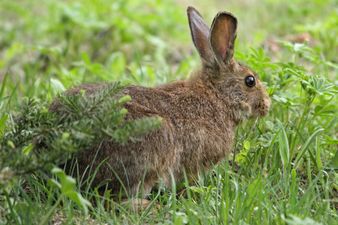 The fur of the snowshoe hare is brown in the summer and turns white in winter, as a form of all-season natural camouflage.