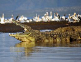 NileCrocodile—Etiopia-Omo-River-Valley-01