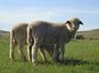 Orkhon sheep breed, Orkhon soum of Selenge province, Mongolia, May 2018.jpg