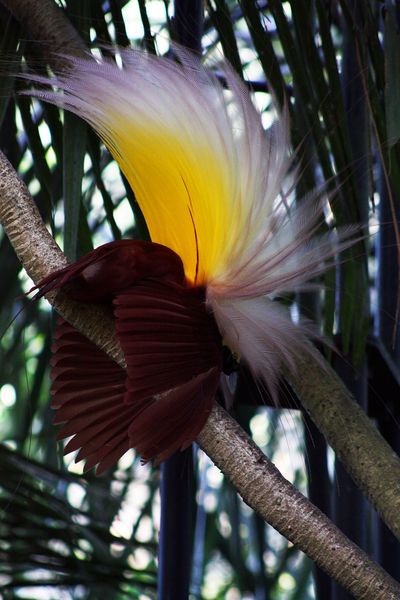 ملف:Paradisaea apoda -Bali Bird Park-7.jpg