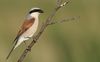 Red-backed shrike.jpg
