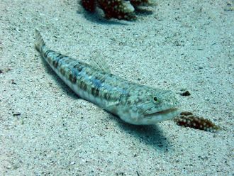 The reef lizardfish secretes a mucus coating which reduces drag when they swim. But some parasites find the mucus good to eat.