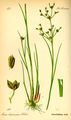 Jointed Rush (Juncus articulatus) - from Thomé, Flora von Deutschland, Österreich und der Schweiz (1885)