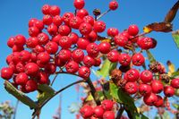 Rowan berries.jpg