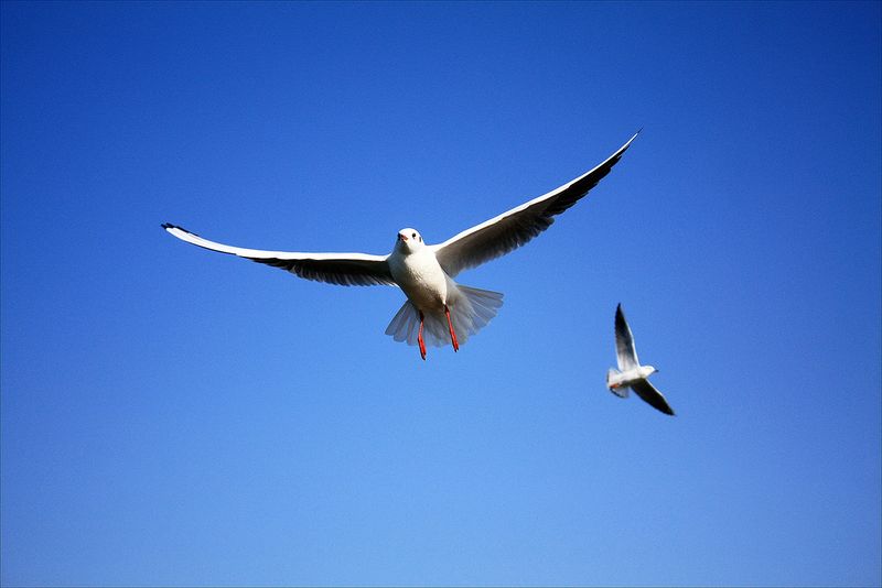 ملف:Siberian gull.jpg