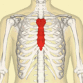 مكان عظم القص بالصدر (موضح باللون الأحمر).