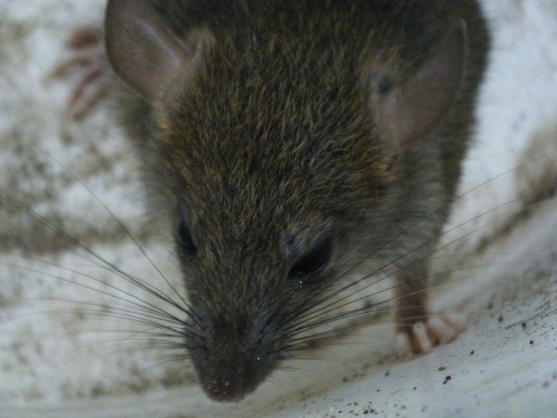 ملف:A Poisoned Rat in a suburb of Vancouver.jpg