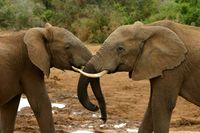 Elephant mating ritual 4.jpg
