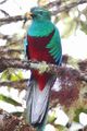 Resplendent quetzal, Guatemala