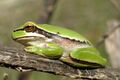 Middle East tree frog