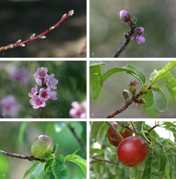 ملف:Nectarine Fruit Development.jpg