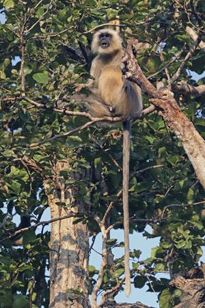 Southern plains grey langur (Semnopithecus dussumieri) male.jpg