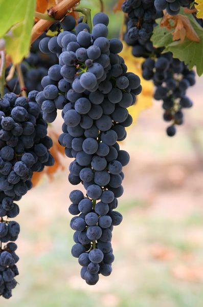 ملف:Wine grapes03.jpg