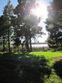 View of Lake Tarpon from John Chestnut Park