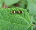 Love bugs mating