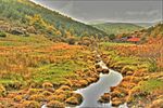 Lillas river in the Tejera Negra beech grove (Cantalojas, Guadalajara, Spain).