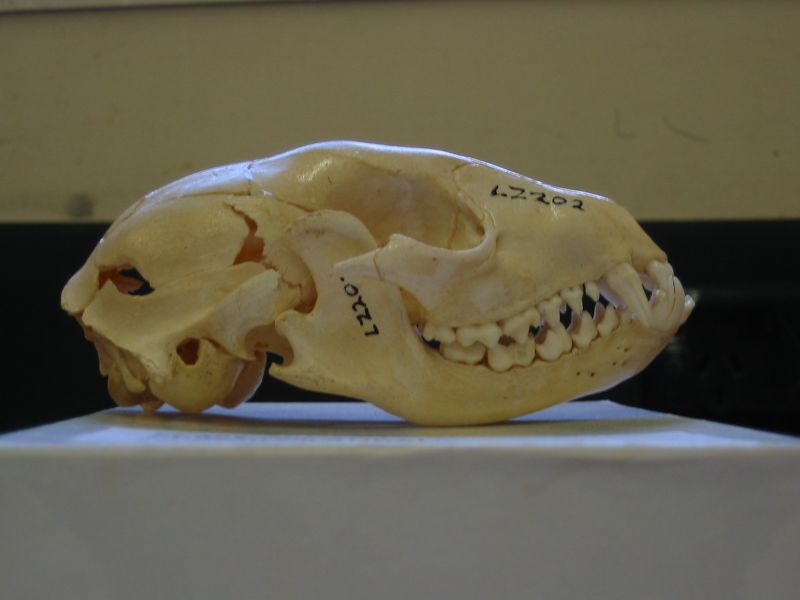 ملف:Raccoon skull Pengo.jpg