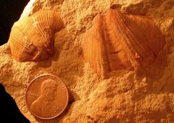 Syringothyris sp.; a spiriferid brachiopod from the Logan Formation (lower Carboniferous) of Wooster, Ohio (internal mold)