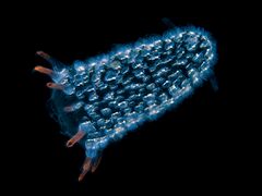 This free-floating pyrosome is made up of hundreds of individual bioluminescent tunicates
