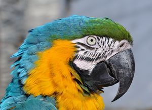 Blue-and-Yellow-Macaw.jpg