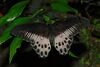 Papilio polymnestor by Kadavoor.jpg