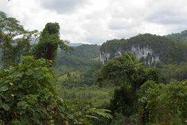 Mixed tropical forest, Puerto Princesa Subterranean River National Park