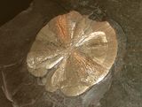 Disc or "pyrite dollar" from south of Tucson, Arizona; diameter 10 cm