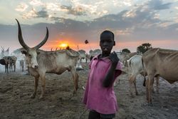 رعي الماشية في قرية بمدينة بور.