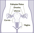 Schematic frontal view of female anatomy