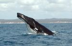 Humpback Whale underwater shot.jpg