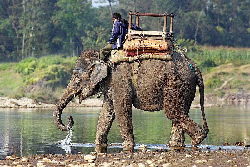 ملف:Indian-Elephant-444.jpg