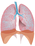 The human lungs.png