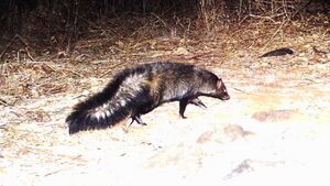 Bushy-tailed mongoose - Snapshot Safari Ruaha1.jpg