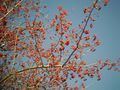 Crataegus pinnatifida fruit