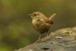 Eurasian Wren - Hungary S4E0767 (17166659962).jpg