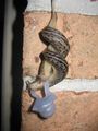 Mating Great Grey Slug found in مريلاند, USA