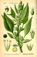 Red-root Amaranth (A. retroflexus) - from Thomé, Flora von Deutschland, Österreich und der Schweiz 1885