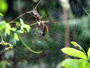 Cloth of Spider Silk