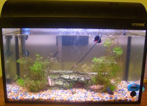 Photo of water-filled glass tank containing with two green plants and pebbles on the bottom.