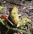 Banana slug, Ariolimax columbianus, British Columbia, Canada